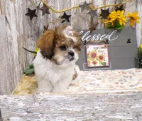 Rodger, a male Shih Tzu for sale in Stratford, WI – 3 of 8