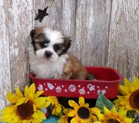 AKC Perry, a male Shih Tzu for sale in Stratford, WI – 3 of 5