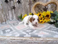 Jaxon, a male Cavapoo for sale in Stratford, WI – 3 of 4