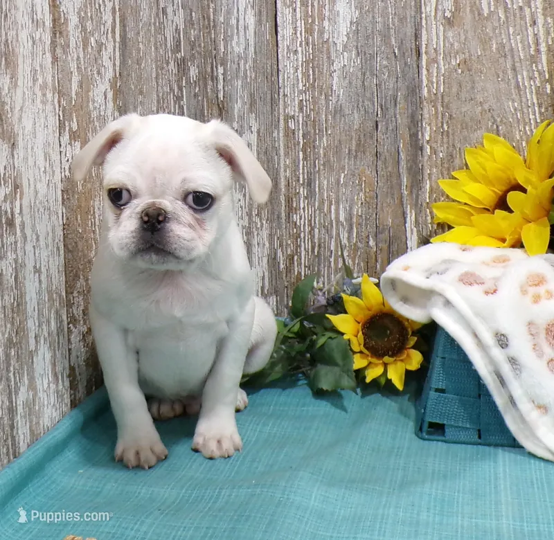 Pepito – Pug puppy for sale in Stratford, WI
