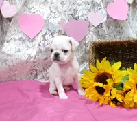 Pepito, a male Pug for sale in Stratford, WI – Photo 1 of 5