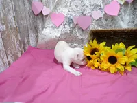 Pepito, a male Pug for sale in Stratford, WI – Photo 3 of 5