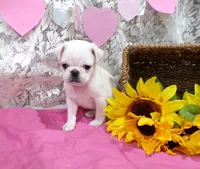 Pepito, a male Pug for sale in Stratford, WI – Photo 2 of 5