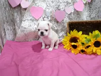 Pepito, a male Pug for sale in Stratford, WI – Photo 4 of 5