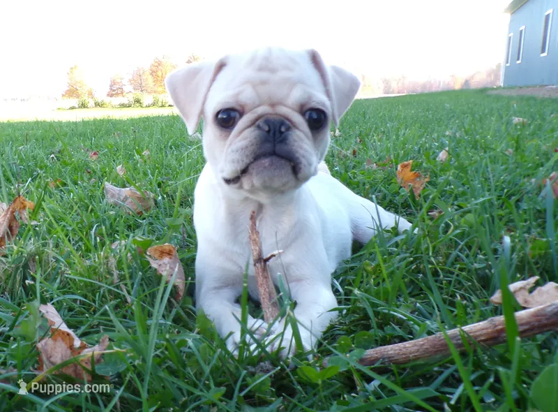 Jessa – Pug puppy for sale in Stratford, WI