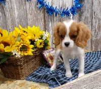 Benjie, a male Cavalier King Charles Spaniel for sale in Stratford, WI – 4 of 5