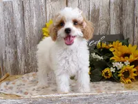 Tom, a male Poodle - Miniature  for sale in Stratford, WI – 4 of 5