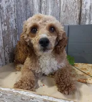 Grant, a male Poodle - Miniature  for sale in Stratford, WI – 7 of 7