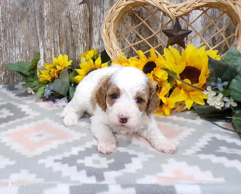 Jaxon – Cavapoo puppy for sale in Stratford, WI