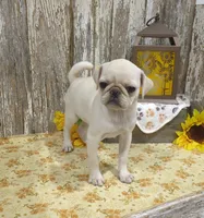 Jessa, a female Pug for sale in Stratford, WI – 2 of 4