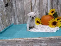 Ziggy, a male Pug for sale in Stratford, WI – 2 of 3