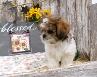Rodger, a male Shih Tzu for sale in Stratford, WI – 4 of 8