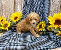 Minnie, a female Poodle - Miniature  for sale in Stratford, WI – 3 of 5