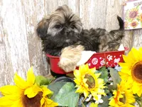 Kelly, a female Shih Tzu for sale in Stratford, WI – Photo 3 of 6