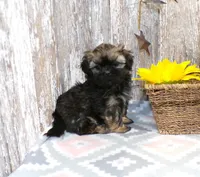 Kelly, a female Shih Tzu for sale in Stratford, WI – Photo 2 of 6