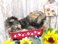 Kelly, a female Shih Tzu for sale in Stratford, WI – Photo 4 of 6