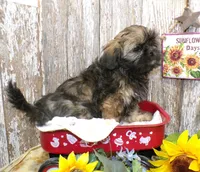 Kelly, a female Shih Tzu for sale in Stratford, WI – Photo 2 of 6