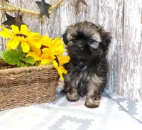 Kelly, a female Shih Tzu for sale in Stratford, WI – Photo 3 of 6