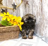 Kelly, a female Shih Tzu for sale in Stratford, WI – Photo 4 of 6