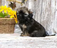 Kelly, a female Shih Tzu for sale in Stratford, WI – Photo 1 of 6