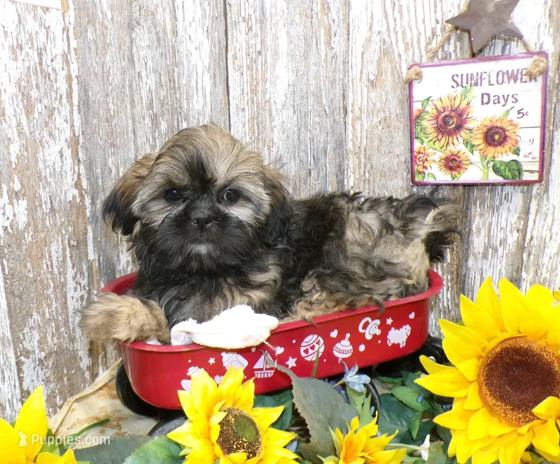 Kelly – Shih Tzu puppy for sale in Stratford, WI