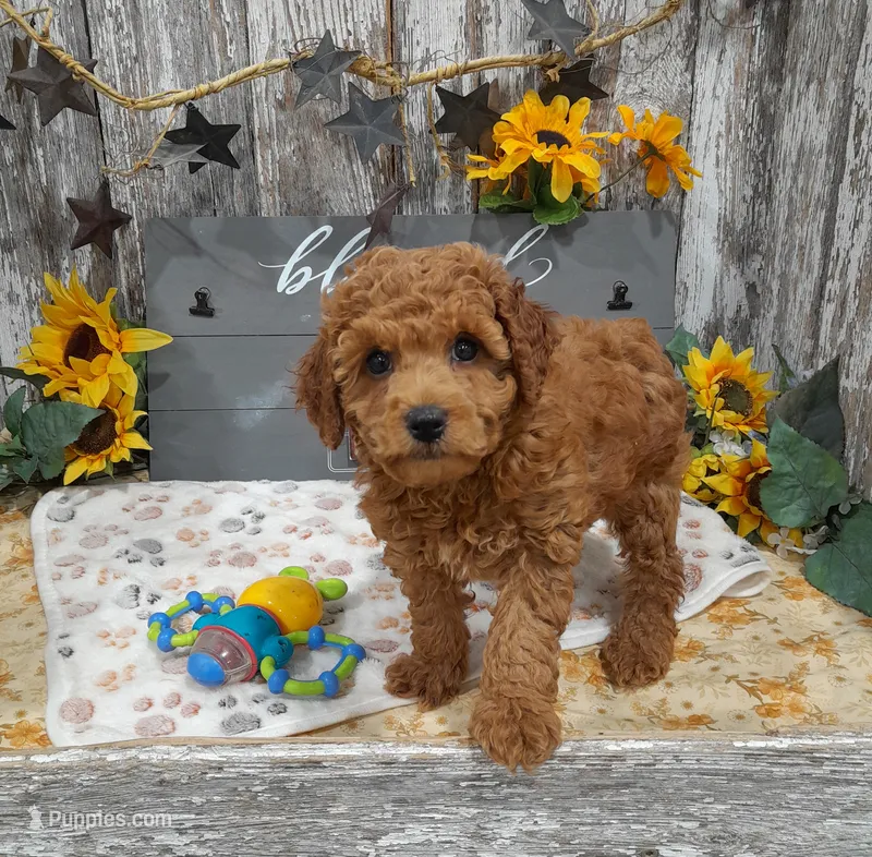 Grant – Poodle - Miniature  puppy for sale in Stratford, WI
