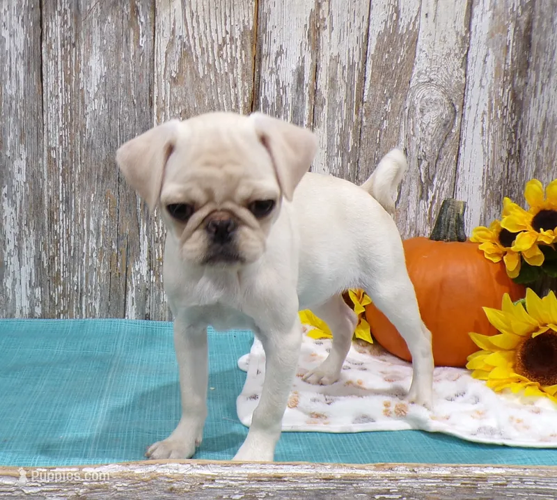Jessa – Pug puppy for sale in Stratford, WI