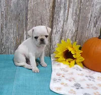Zane, a male Pug for sale in Stratford, WI – 2 of 2