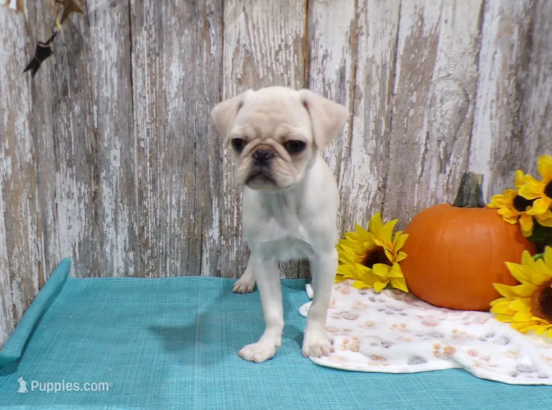 Jessa – Pug puppy for sale in Stratford, WI