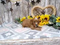 Jenny, a female Cavapoo for sale in Stratford, WI – 2 of 4