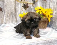 Kaleb, a male Shih Tzu for sale in Stratford, WI – Photo 2 of 6