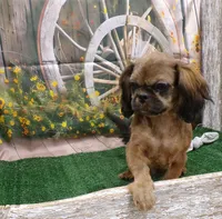 Karter, a male Shih Tzu for sale in Stratford, WI – 4 of 6