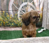 Karter, a male Shih Tzu for sale in Stratford, WI – 3 of 6