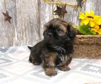Kaleb, a male Shih Tzu for sale in Stratford, WI – Photo 1 of 6