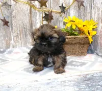 Kaleb, a male Shih Tzu for sale in Stratford, WI – Photo 3 of 6