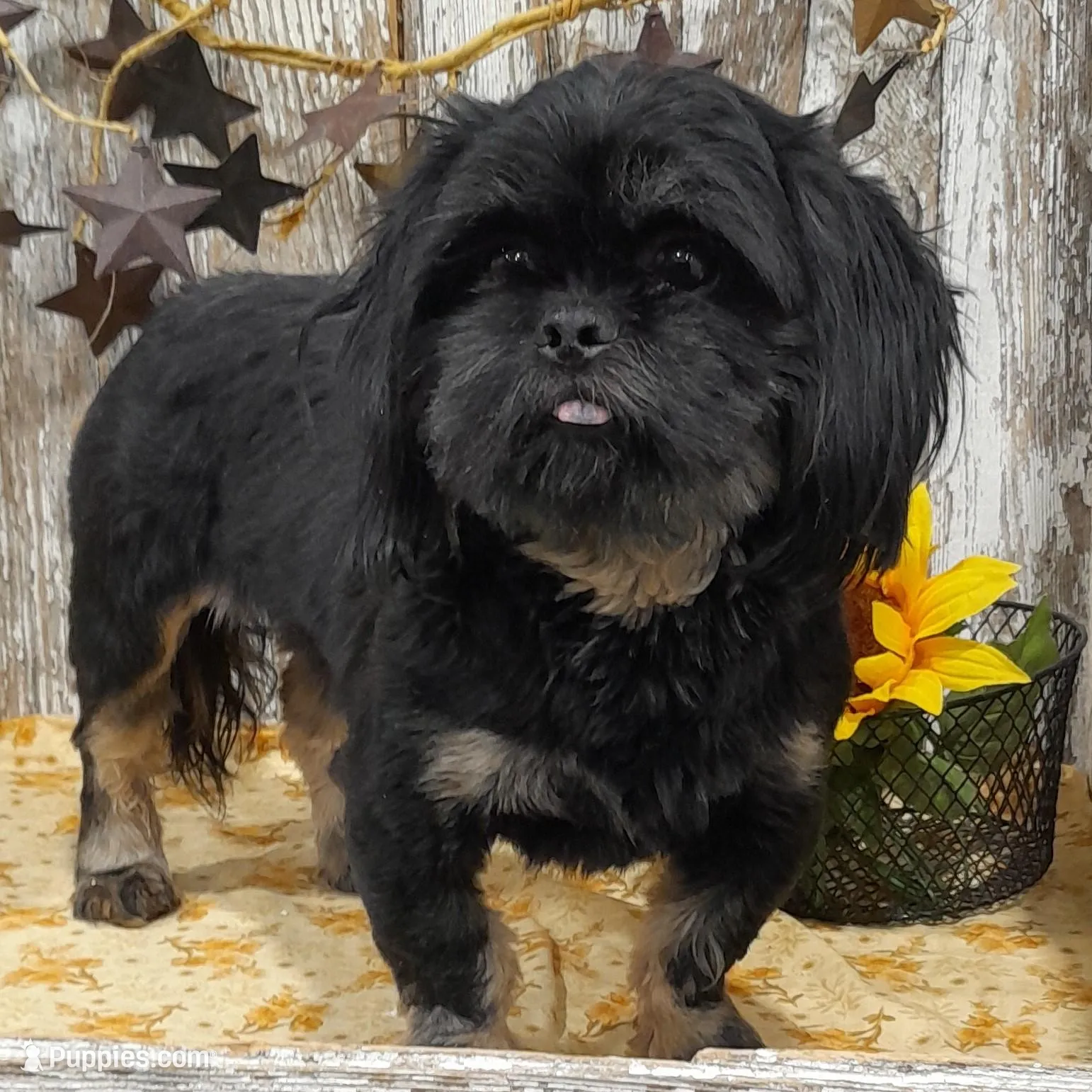 Kaleb, a male Shih Tzu for sale in Stratford, WI – Photo 6 of 6