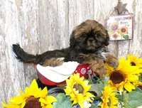 Karter, a male Shih Tzu for sale in Stratford, WI – Photo 3 of 6
