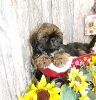 Karter, a male Shih Tzu for sale in Stratford, WI – Photo 4 of 6