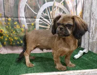 Karter, a male Shih Tzu for sale in Stratford, WI – 2 of 6
