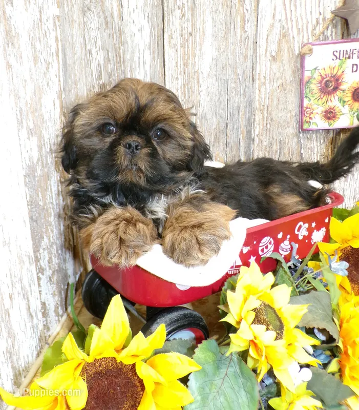 Karter – Shih Tzu puppy for sale in Stratford, WI