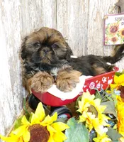Karter, a male Shih Tzu for sale in Stratford, WI – Photo 1 of 6