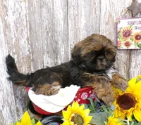 Karter, a male Shih Tzu for sale in Stratford, WI – Photo 2 of 6