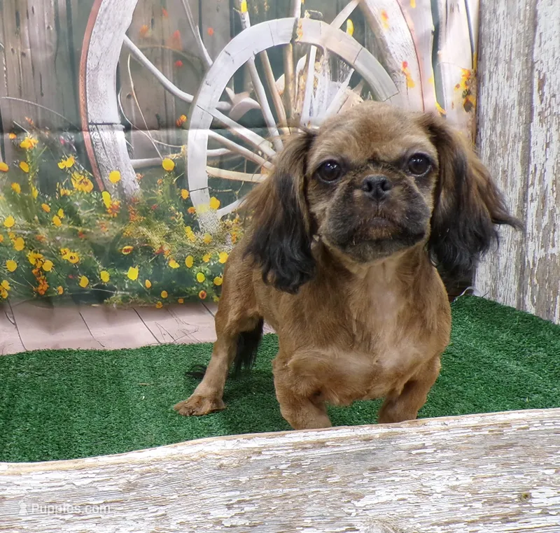 Karter – Shih Tzu puppy for sale in Stratford, WI