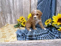 Clara, a female Poodle - Miniature  for sale in Stratford, WI – 5 of 5