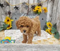 Gina, a female Poodle - Miniature  for sale in Stratford, WI – 2 of 7