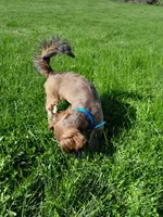 Kaleb, a male Shih Tzu for sale in Stratford, WI – 2 of 9