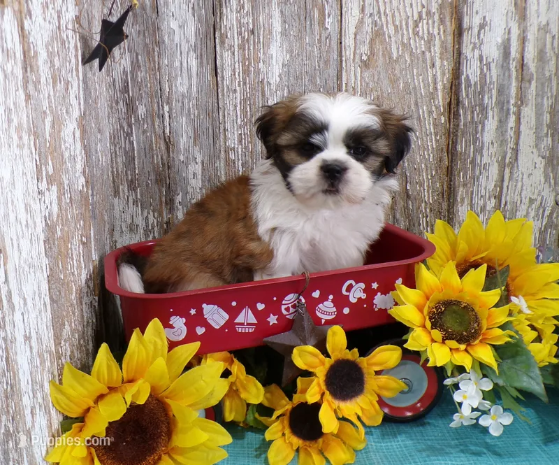 AKC Perry – Shih Tzu puppy for sale in Stratford, WI