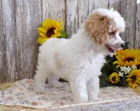 Tom, a male Poodle - Miniature  for sale in Stratford, WI – 3 of 5