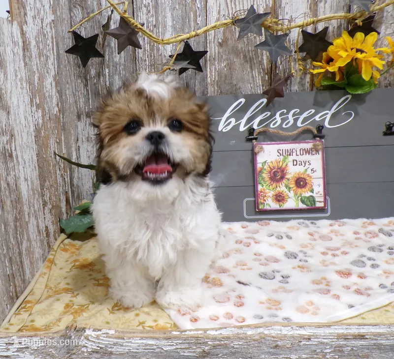 Rodger – Shih Tzu puppy for sale in Stratford, WI