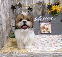Rodger, a male Shih Tzu for sale in Stratford, WI – 1 of 8